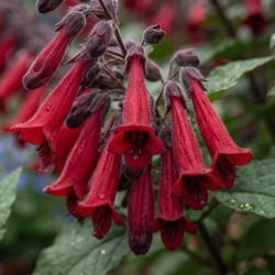 Phygelius 'Colorburst Deep Red' ®