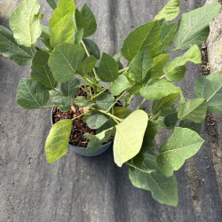 Erythrina zeyheri - Erythrine