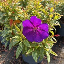 Tibouchina 'Groovy Baby'
