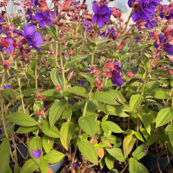 Tibouchina urvilleana - Fleur de velours