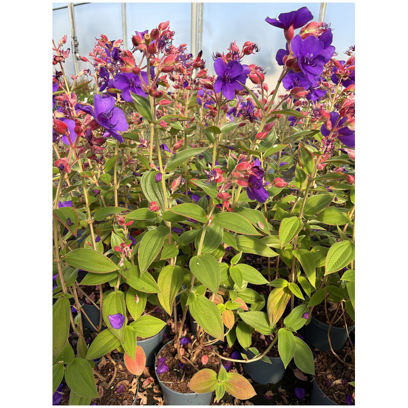 Tibouchina urvilleana - Fleur de velours