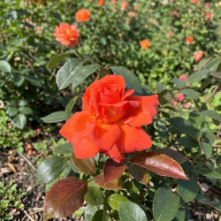 Rosa 'Anne Vanderlov' ® - Rosier
