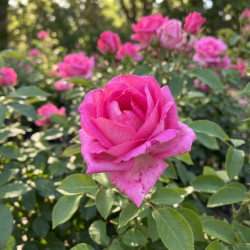 Rosa 'Altamoda' ®