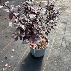 Prunus 'Choco Crème'