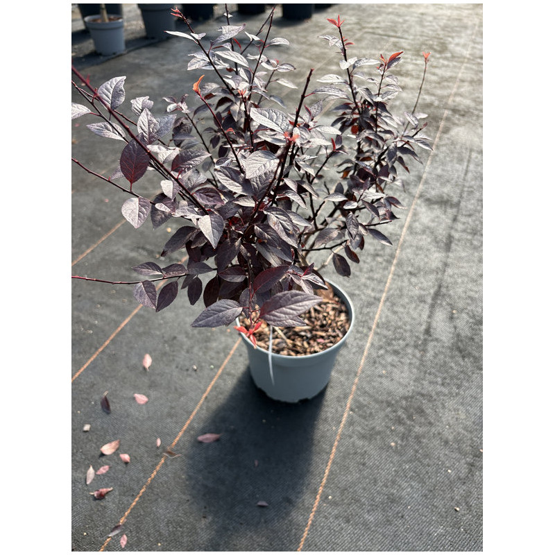 Prunus 'Choco Crème'