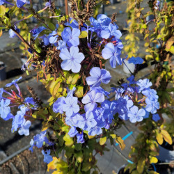 Plumbago auriculata 'Capensis' - Dentelaire du Cap
