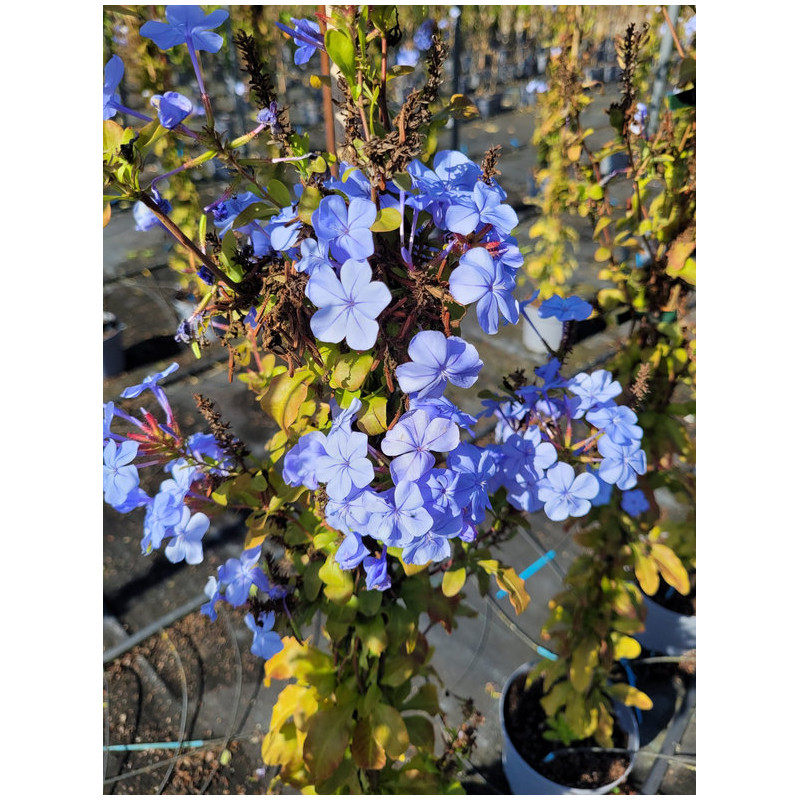 Plumbago auriculata 'Capensis' - Dentelaire du Cap