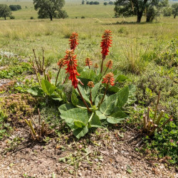 Erythrina zeyheri - Erythrine