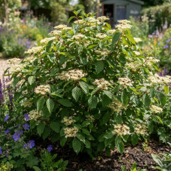 Cornus sanguinea - Cornouiller sanguin