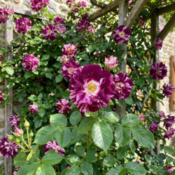 Rosa grimpant 'Purple Splash'