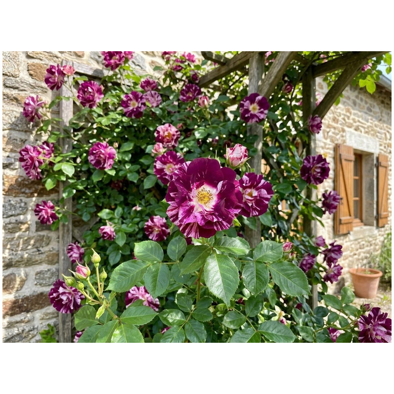 Rosa grimpant 'Purple Splash'
