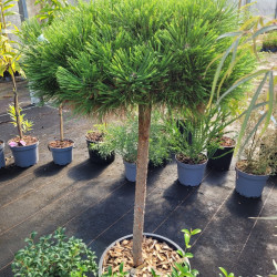 Pinus densiflora 'Jane Kluis' - Pin rouge du Japon