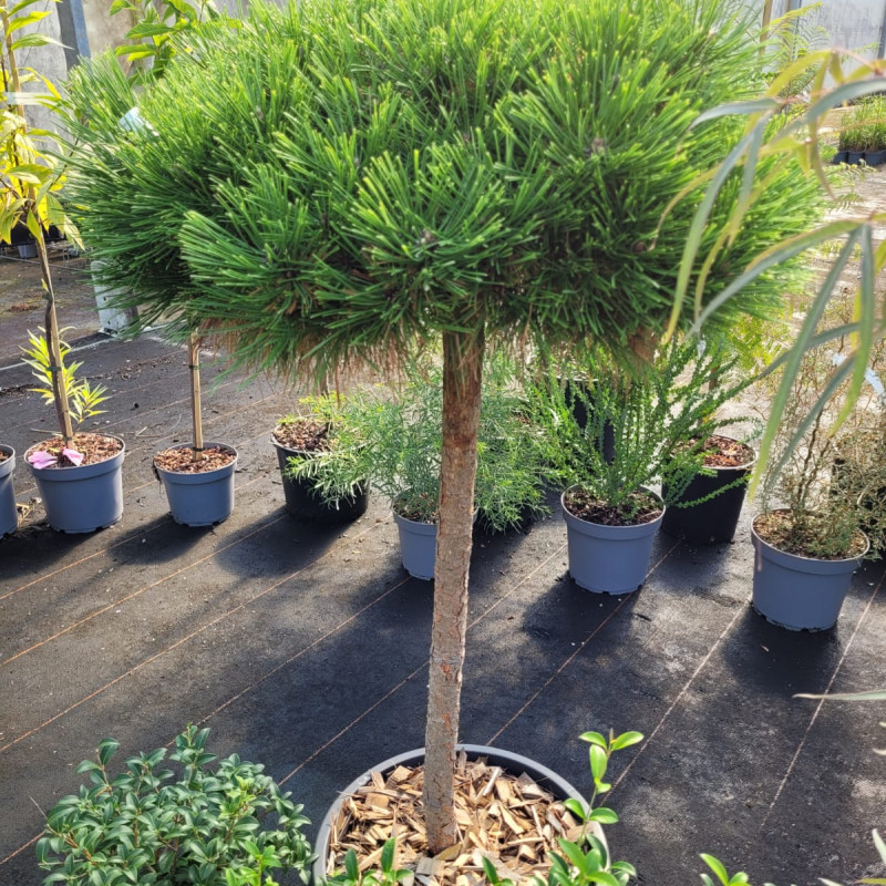 Pinus densiflora 'Jane Kluis' - Pin rouge du Japon