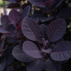 Cotinus coggygria ‘Lilla’ - Arbre à perruque nain.