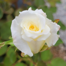 Rosa 'Pape Jean Paul II'® - Rosier