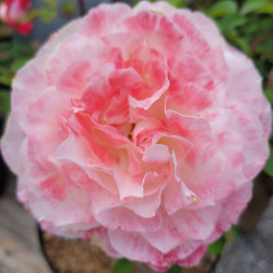 Rosa 'Louis Pasteur' ®