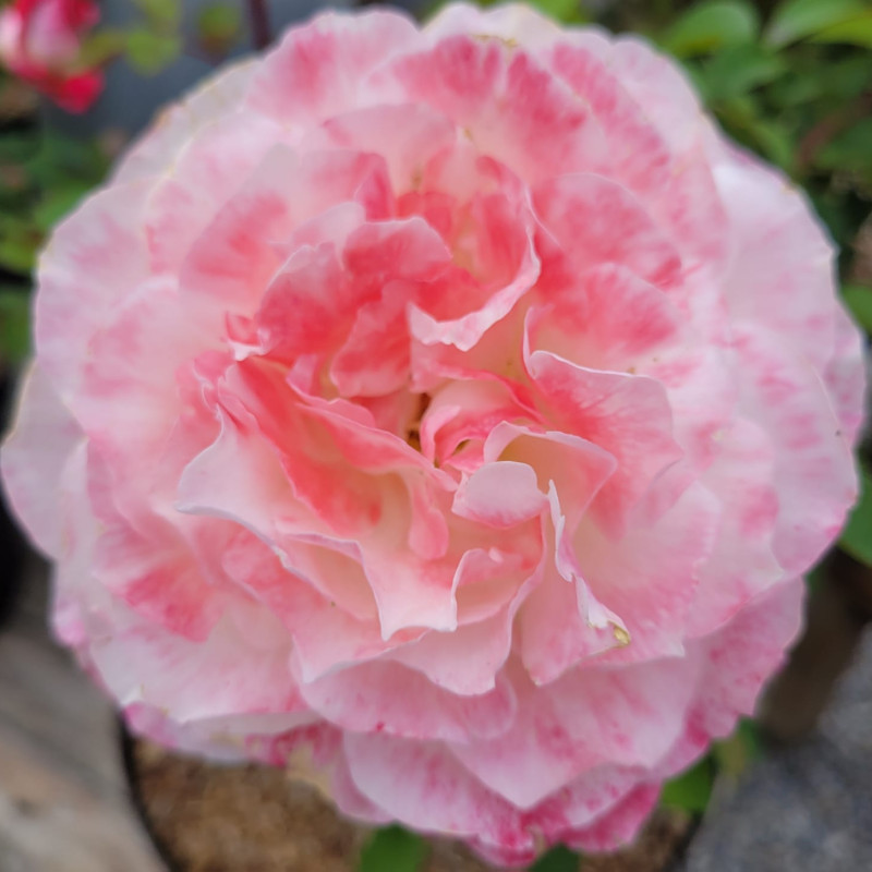 Rosa 'Louis Pasteur' ®