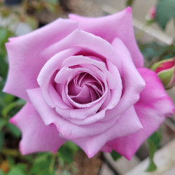Rosa 'Charles de gaulle' ®