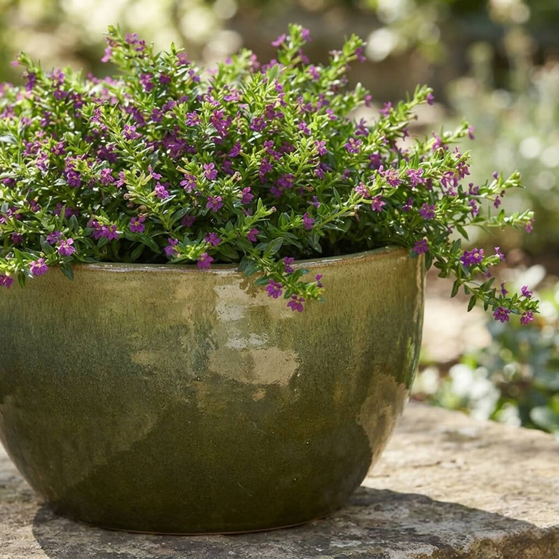 Cuphea hyssopifolia 'MYRTIS DARK PURPLE'