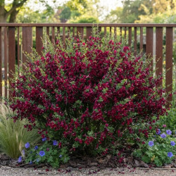 Cytisus scoparius 'Boskoop Ruby' - Genêt