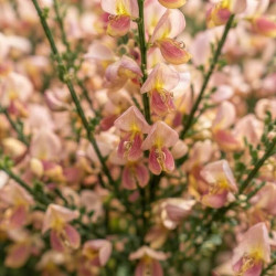 Cytisus praecox 'Zeelandia' - Genêt à balais