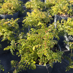 Rosa Rosanatura® Napi® - Rosier couvre-sol