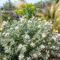 Dorycnium hirsutum 'Frejorgues'
