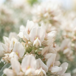Dorycnium hirsutum 'Frejorgues'