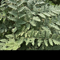 Cheilanthes lanosa - Fougère laineuse