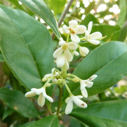 Osmanthus fragrans