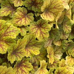 Heuchera ‘Electra’
