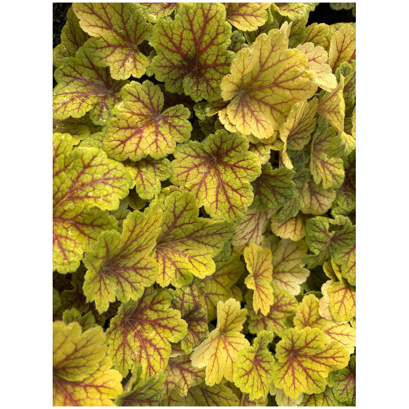 Heuchera ‘Electra’