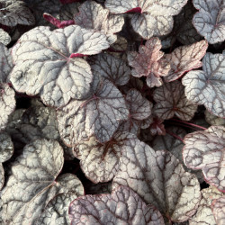 Heuchera ‘Cascade Dawn’