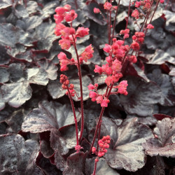 Heuchera 'Black Forest Cake' - Heuchère