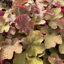 Heuchera 'Caramel' - Heuchère