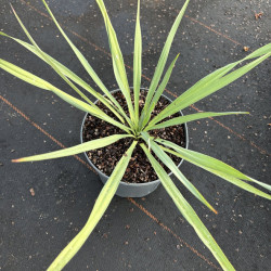 Yucca gloriosa 'French Flag'
