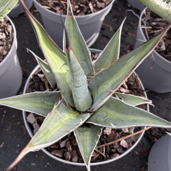 Agave kerchovei 'Huajuapan Red'