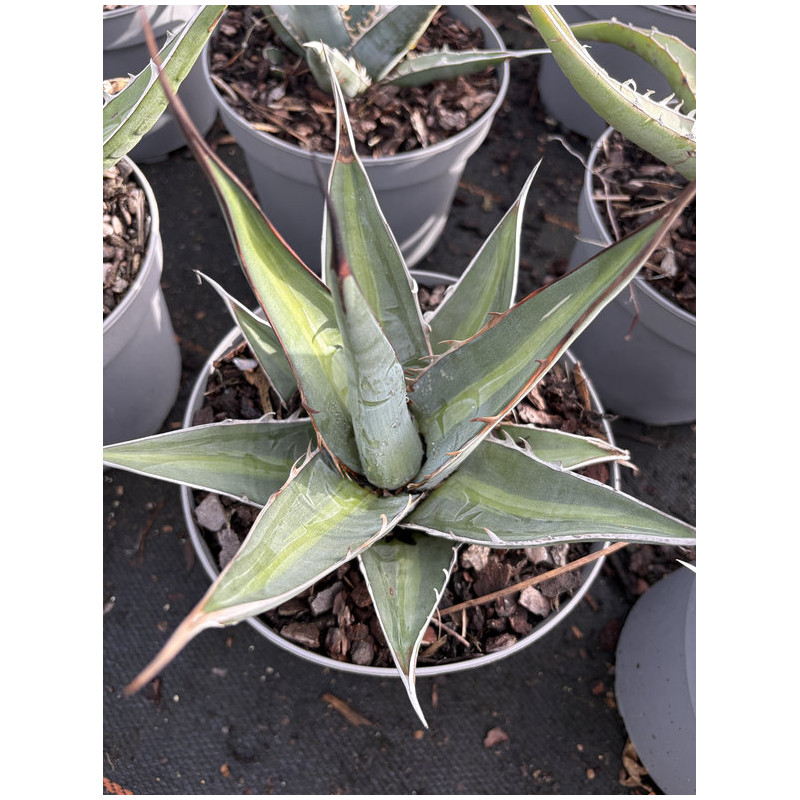 Agave kerchovei 'Huajuapan Red'