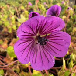 Geranium 'Mary Anne®'