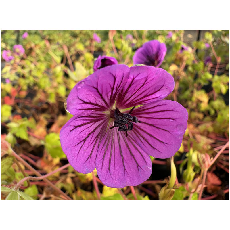 Geranium 'Mary Anne®'