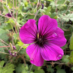 Géranium 'Ann Thomson'