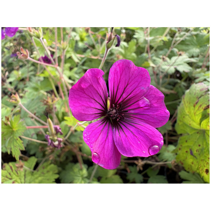 Géranium 'Ann Thomson'