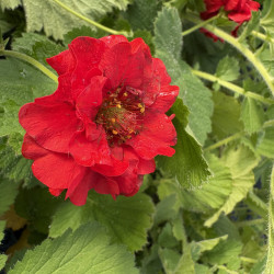 Geum 'Firestarter' - Benoîte