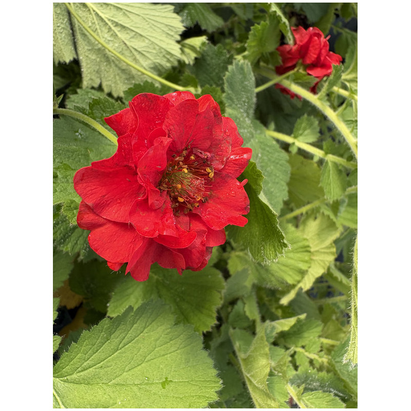 Geum 'Firestarter' - Benoîte