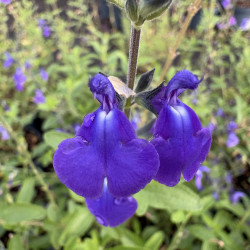 Salvia microphylla 'Délice Féline'