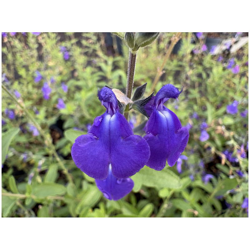 Salvia microphylla 'Délice Féline'