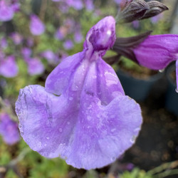 Salvia microphylla 'Carolus'