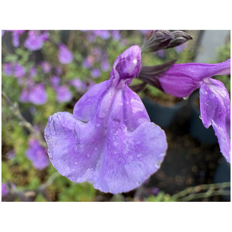 Salvia microphylla 'Carolus'