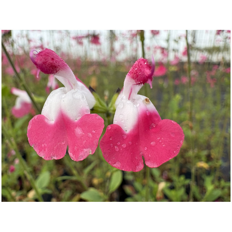 Salvia microphylla 'Pink Lips'