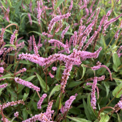Persicaria amplexicaulis 'Pink Elephant'